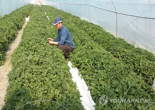 Farmer Grows Ice Plant for First Time in Korea