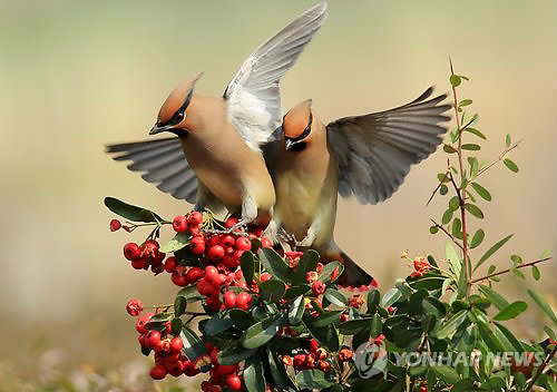Japanese Waxwings Munch on Fruits during Rest Stop at Gyeongpo Lake