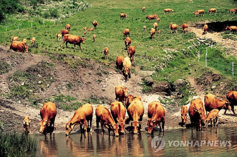 Korea to Construct Biomass Power Plant Fueled by Cattle Waste