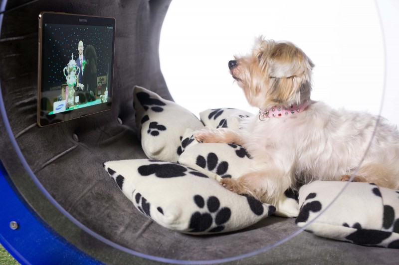 Samsung to Sponsor Crufts 2015, Exhibiting Smart Doghouse