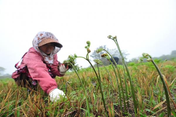 Jeju Bracken Festival Opens on May 2