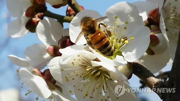 Seoul Grand Park to Hold Bee Saving Eco Programs