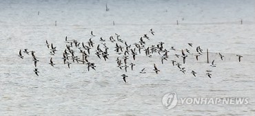Ecology Classes Offered at Suncheon Bay Every Weekend