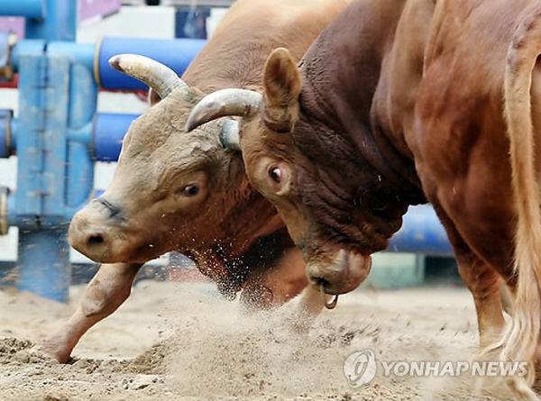 Cheongdo Bullfighting Festival Opens