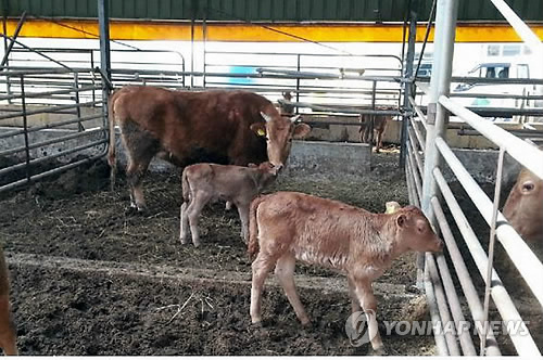 Korean Cow Delivers Two Calves in 45 Days