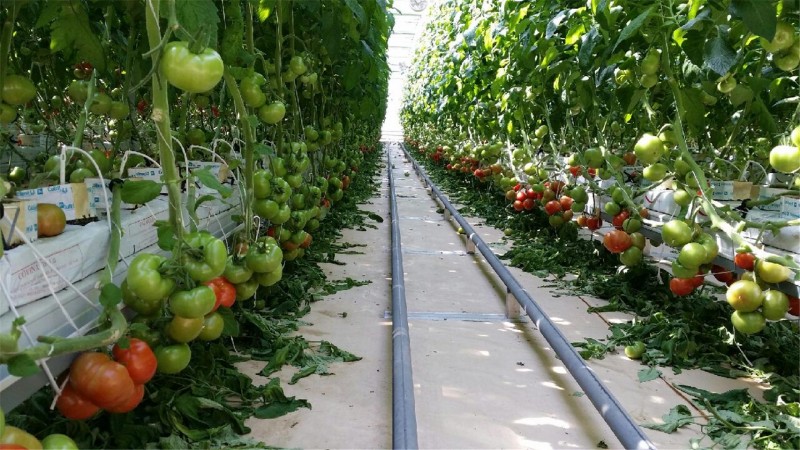 Incinerator Boosts Profits by Growing Tomatoes