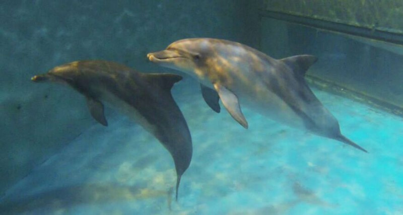 Two Abused Indo-Pacific Bottlenose Dolphins to Be Trained and Released into the Sea