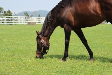 ‘Lets Run Farm’ Continues Jeju’s Horse-Breeding Tradition
