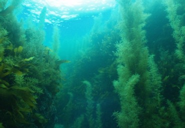 Korea’s Marine Algae Planting Day Raises Awareness of Sea Desertification