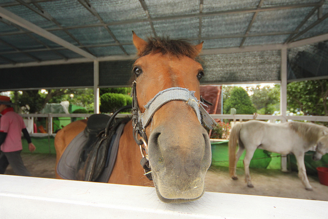 Korean Horse Riders & Breeders Increasing, Equestrian Business Grows to 3 Trillion Won Industry