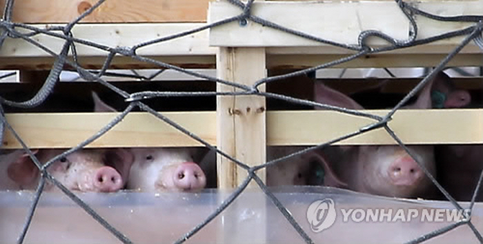 Canadian Pigs Heading to Jeju