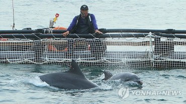 Released Dolphins Successfully Adapt to Jeju Sea, Their Hometown
