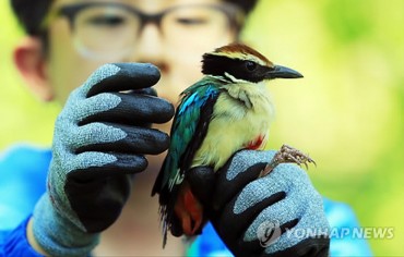 Injured Fairy Pitta Healed and Released into Nature