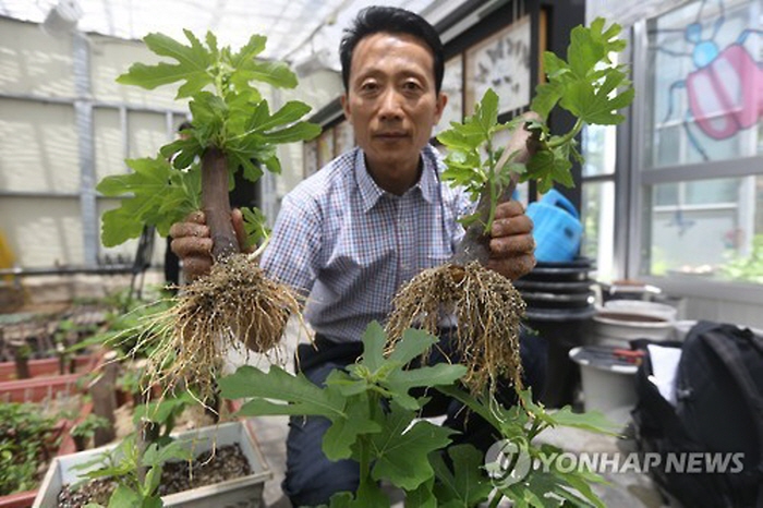 Busan Research Center Develops Method to Harvest Figs Just After 10 Months