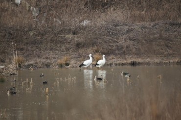 Korean Stork Park Opens on June 9