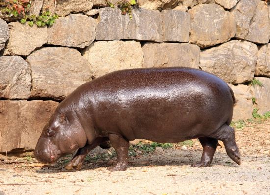 Near-Extinct Pygmy Hippopotamus Will Have A Chance to Make a Family in Korea