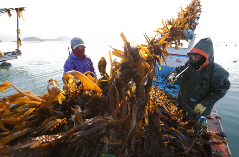 South Korean Seaweed Hub Wando Draws Global Attention for Carbon Capture Potential