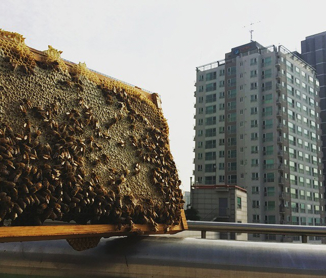 Urban Bee Farming Becoming Popular in Seoul