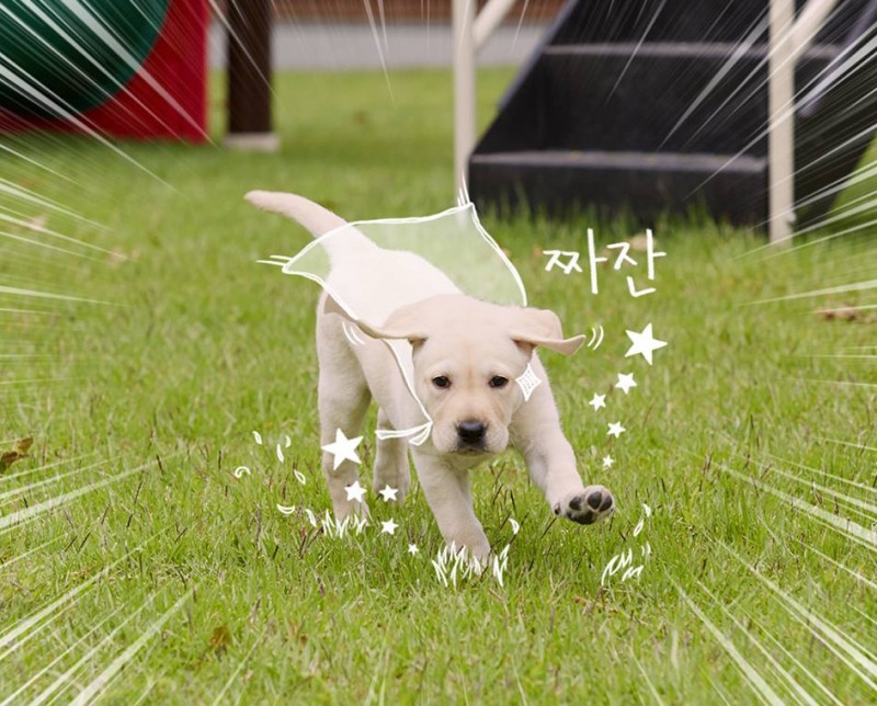 Samsung Insurance Introduces ‘Bomi’ the Puppy as Friendly Safety Instructor