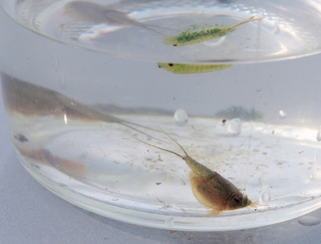 Endangered Longtail tadpole shrimp were newly discovered in Hongseong. (image: Hongseong County Office)