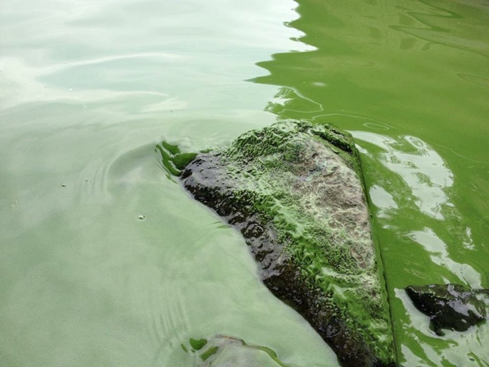 Busan Officials Release Water to Manage Algal Bloom in Nakdong River