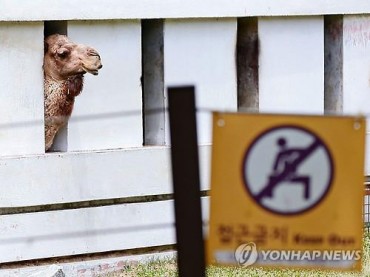 Quarantined Camels at Seoul Grand Park Test Negative for MERS Virus