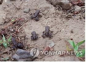 1,000 Baby Toads Embark on Journey for Survival across Daegu Town