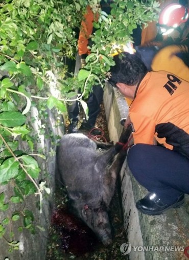 Police Kill Rampaging Boar in Busan