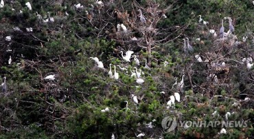 Population Explosion of White Herons Causes Untold Suffering in Daily Lives