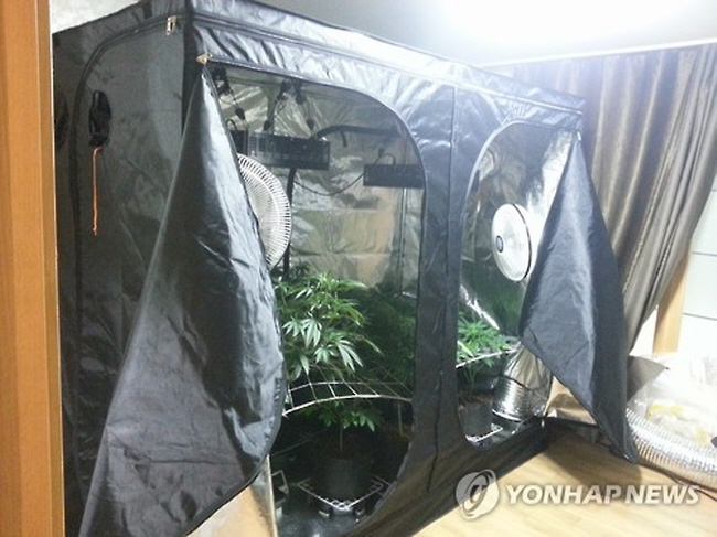 The police said that the unveiling of the man's indoor farm shows that transactions involving cannabis in Korea turned out to be quite large in scale. (image: Yonhap)