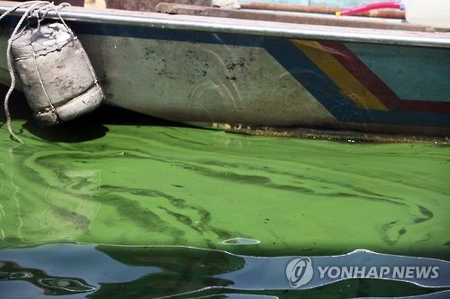 Drought Drives Algal Bloom around Korea, Stranding Fish in Han River