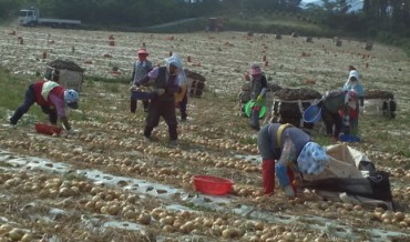 Buan’s “Sea Breeze” Onions Gaining Popularity for Their Unique Taste