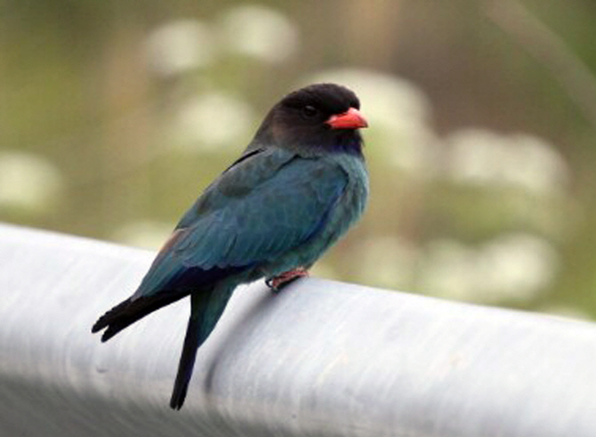 Rare Cinnamon Roller Birds Known as Blue Birds in Korean Spotted on Gageo Island