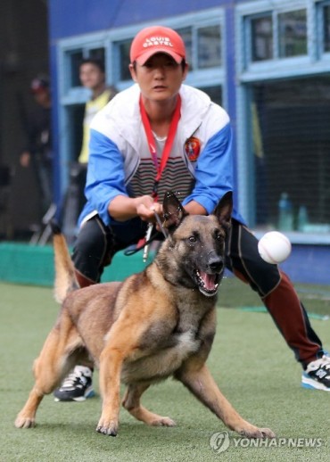 Dog to Catch the First Pitch at Korean Baseball Game