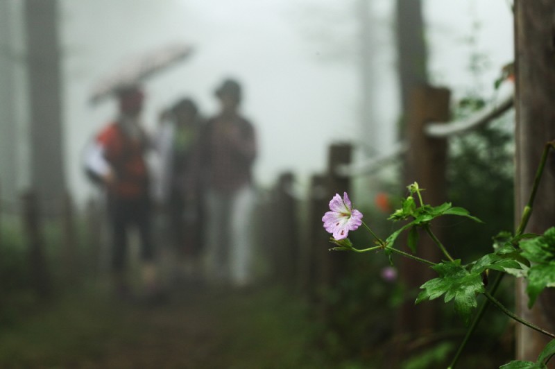 Flower Festival Opens at Korea’s Largest Wild Flower Habitat on August 1