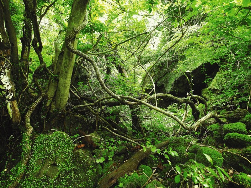 Gotjawal, Jeju’s Primitive Forest, to be Protected by Special Law