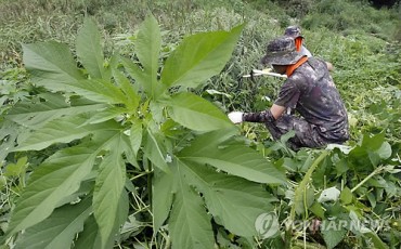Buffalo-weed to be Utilized as Plant Resource with Plentiful Polyphenols