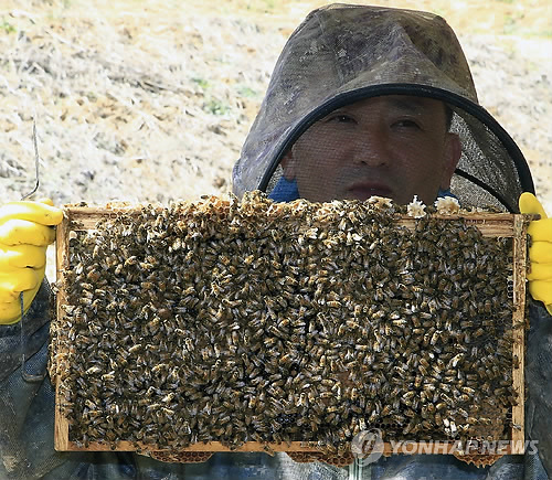 Cheongyang County Successfully Develops New Bees with Superior Honey Collection Ability