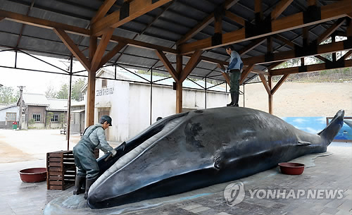 Restored Whaling Village Gains Popularity amid MERS Fear