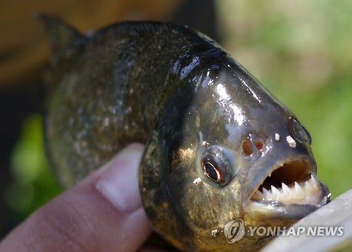 Piranhas Being Traded Online in Korea