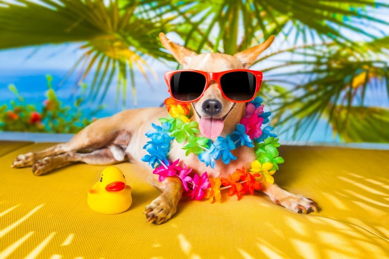 Sales of Pet Products Soar as Pets Go on Vacation
