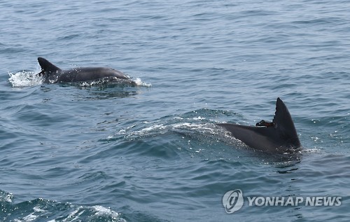 Taesan and Boksoon were rescued from illegal poaching 6 years ago are happily back at home. (Image : Yonhap)