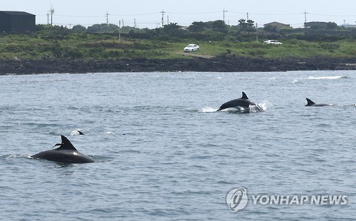 After ten days, two Indo-Pacific Bottlenose Dolphins that were released in their natural habitat, Taesan (male, 20) and Boksoon (female, 17), were spotted in a herd of Indo-Pacific Bottlenose Dolphins. (Image : Yonhap)
