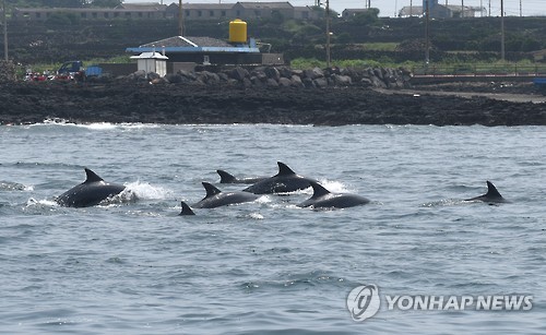 Taesan and Boksoon were seen with 40 other wild dolphins near Jongdal port, Gujwa-eup, in Jeju city, at noon on July 15. (Image : Yonhap)