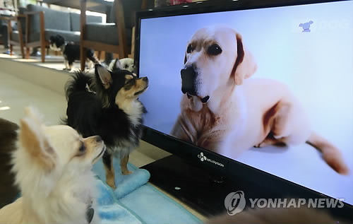 Dogs are watching TV at an animal café. 'Animal Cafés' are a new business trend. The cafés are sustained by the entrance fees paid by people who come to see the animals running free. (Image : Yonhap)