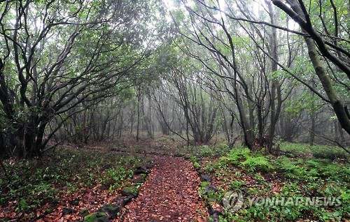 Taewoori-gil in Jeju Gotjawal Provincial Park.