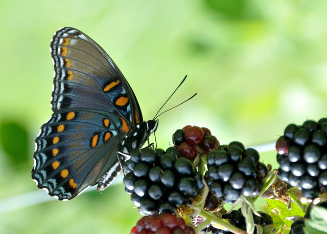 Butterfly Migrations Prove Global Warming