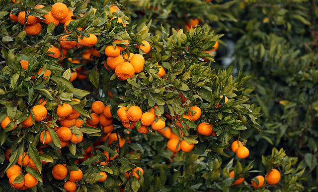 Jeju gamgyuls, also known as mandarin oranges or tangerines, are one of the specialties of Jeju and are one of the beloved wintertime fruits in Korea. (image: Republic of Korea/flickr)