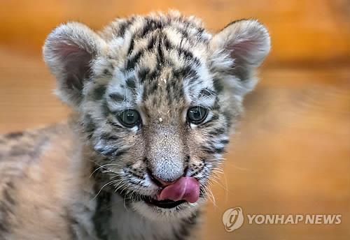 China Succeeds in Breeding 70 Siberian Tiger Cubs