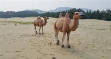 Camels at Korean Version of “Sahara Desert”
